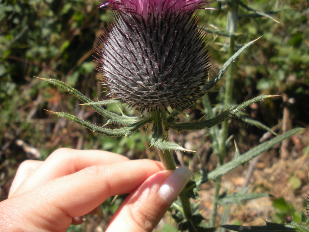 Cirsium lacaitae  / Cardo di Lacaita